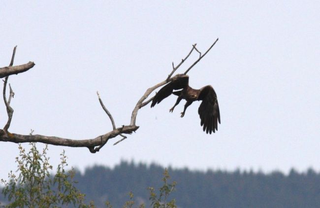 Orlica Anička a orol Arnold sú tento rok bez potomka