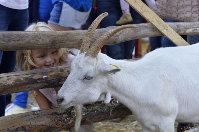 V šalianskom nemocničnom parku pribudne minizoo a detské ihrisko