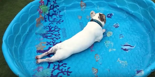 Video: Psík je pripravený plávať aj bez vody