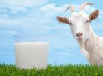 Zázračné kozie mlieko: Posilní srdce, imunitu aj metabolizmus