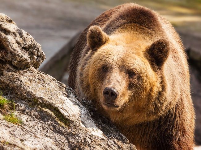 V bojnickej zoo dostal medveď za útek smrtiacu guľku