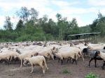 Tradičnú slovenskú kultúru ovplyvnili aj zvyky pastierov oviec
