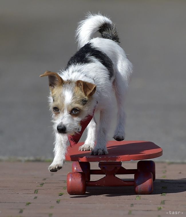 Slovák: Pes vie byť šťastný aj v paneláku, ak majiteľ plní jeho potreby