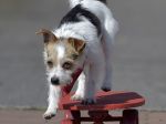 Slovák: Pes vie byť šťastný aj v paneláku, ak majiteľ plní jeho potreby