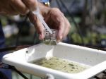 Zika sa už šíri aj na Floride, potvrdili prvé prípady prenosu komármi