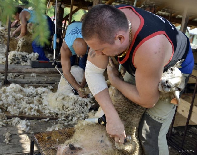 Medzinárodným majstrom Slovenska v strihaní oviec je Poliak