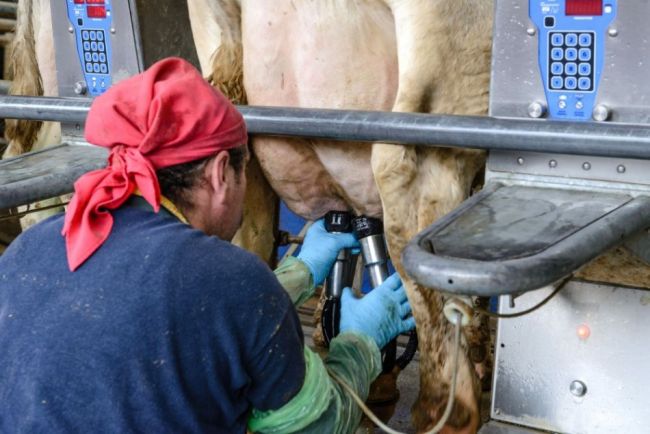 Agrorezort spustil projekt na podporu prvovýrobcov mlieka