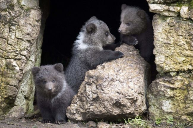 Na tatranskom Hrebienku je veľa medveďov, začal sa ich festival