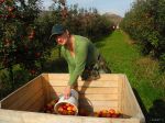 Slovenskí ovocinári dopestujú v tomto roku o polovicu menej úrody