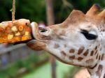 V pražskej zoo sa narodilo žirafie mláďa