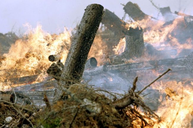 Oheň na ostrove La Palma zničil už 3600 hektárov píniového lesa