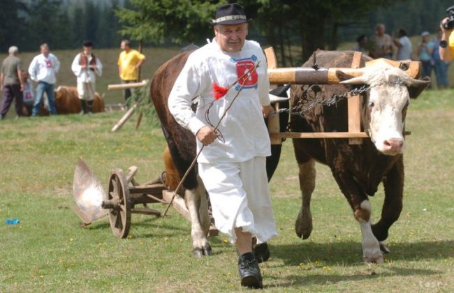 Obec Sihla v sobotu ožije tradičnými pretekmi volských záprahov