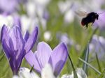 V Bratislave namerali vysoké hodnoty peľu pŕhľavovitých rastlín