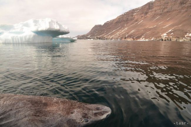 OBRAZOM: Až na 400 rokov stanovili vek grónskeho žraloka