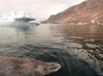 OBRAZOM: Až na 400 rokov stanovili vek grónskeho žraloka