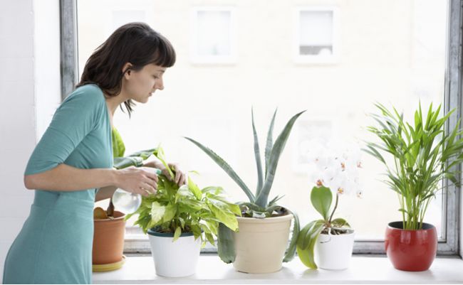 FOTO: 6 rastlín, ktoré by ste nemali pestovať vo vnútri