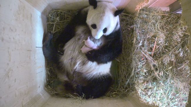 VIDEO: Panda vo viedenskej zoo priviedla na svet dvojičky