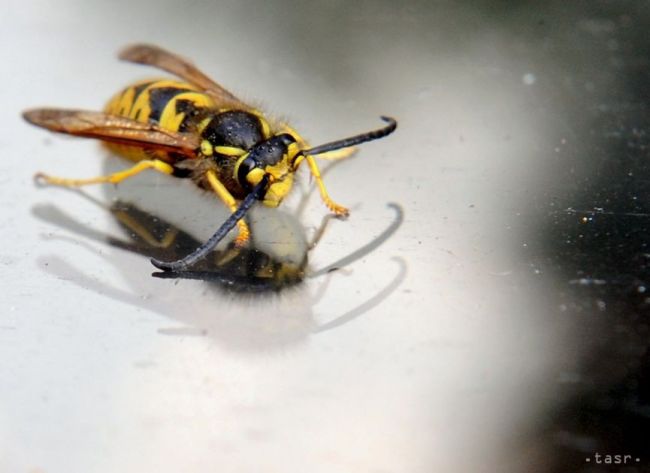 Pojednávanie s Lászlóm Sz. odročili, sudkyňu pichla osa do oka