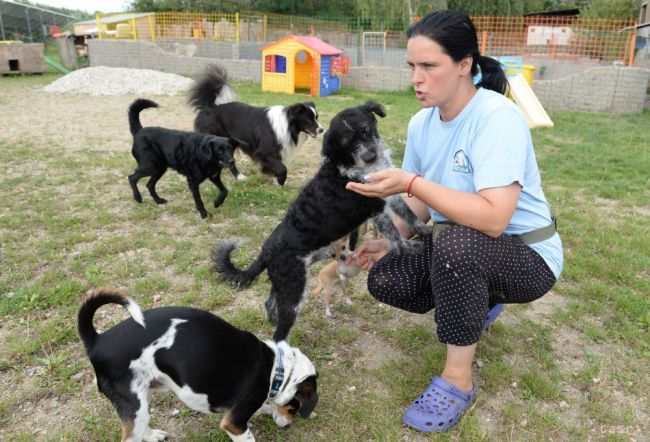 VIDEO: V Košiciach majú hotel pre domáce zvieratká