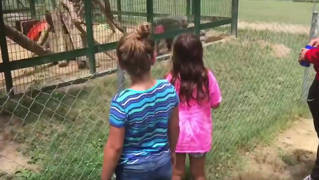 Video: Deti hádzali do klietky jedlo. Pavián im to vrátil po svojom