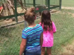 Video: Deti hádzali do klietky jedlo. Pavián im to vrátil po svojom