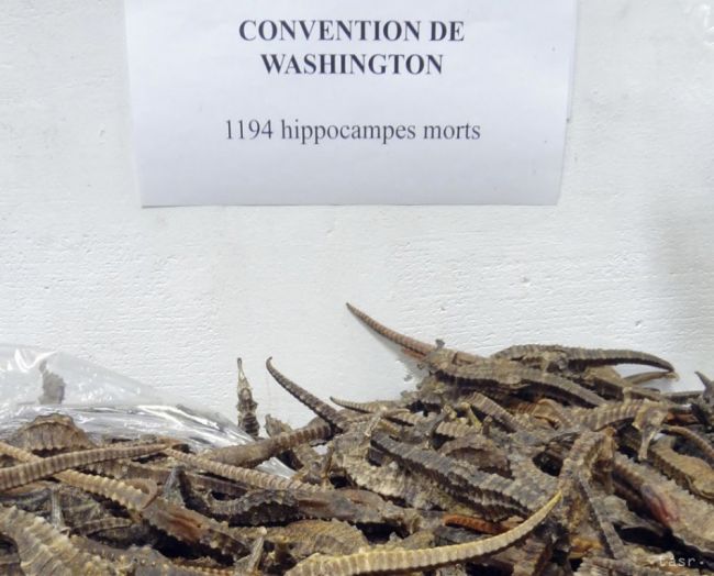 Francúzski colníci našli 2000 pašovaných mŕtvych morských koníkov