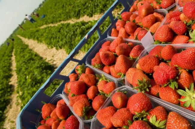 Takmer tretina slovenských jahôd sa pestuje v Trenčianskom kraji