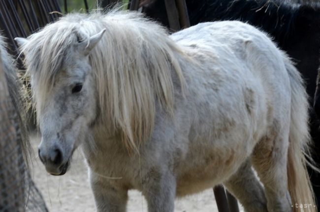 Šaľa začala s budovaním ihriska a minizoo v bývalom nemocničnom parku