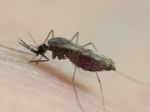 Grécko po náraste prípadov malárie obmedzilo darcovstvo krvi