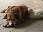 Video: Krásny príbeh – Kačica pomohla psíkovi dostať sa z depresie
