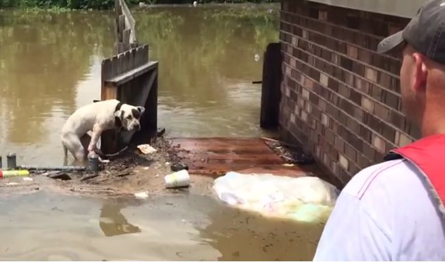 Video: Záchrana psa počas záplav