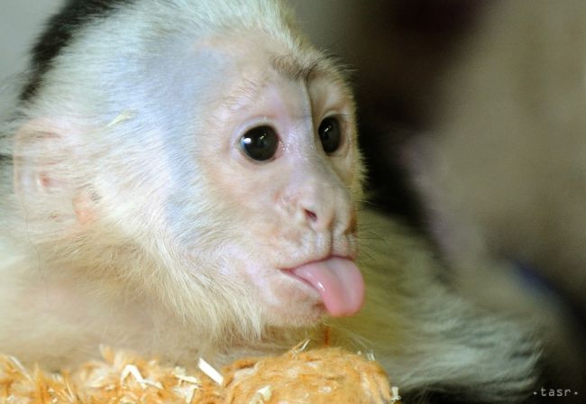 Ruská mačka sa ujala opusteného mláďaťa malej opičky zo zoo