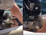 Video: Šikovný tuleň šokoval ľudí v člne. Do vody sa vrátiť nechcel