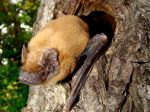 Košická zoo pripravila program počas Medzinárodnej noci netopierov