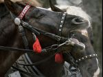 Na furmanskú súťaž v Detve príde viac ako 20 koní z celého Slovenska