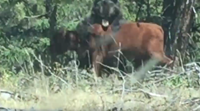 Video: Medveď napadol kravu. Vodič auta si myslel, že pomôže