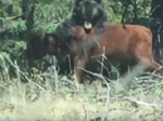 Video: Medveď napadol kravu. Vodič auta si myslel, že pomôže