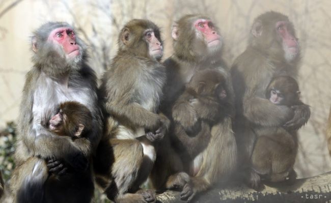 Vo Vietname obvinili troch mužov za zabitie vzácnych opíc