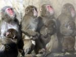 Vo Vietname obvinili troch mužov za zabitie vzácnych opíc