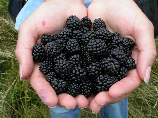 Černice: Úžasné čierne ovocie, na ktoré nesmieme zabúdať