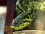 Pozor: V jazere v Bavorsku striehne na ľudí anakonda