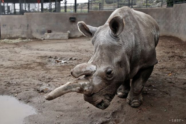 Zimbabwe odstráni rohy 700 nosorožcom, aby zastavila pytliactvo