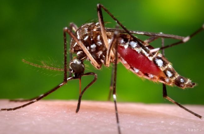 Na Floride sa našli prvé tri komáre s vírusom zika