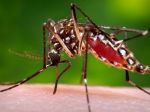 Na Floride sa našli prvé tri komáre s vírusom zika