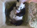 Panda obrovská v atlantskej ZOO opäť porodila dvojičky