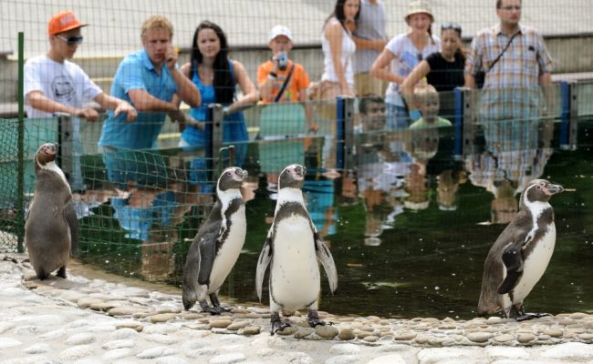 Košická zoo privítala dvestotisíceho návštevníka