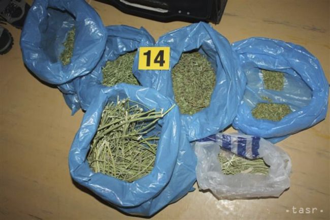 Albánska polícia zničila 1,7 milióna rastlín marihuany