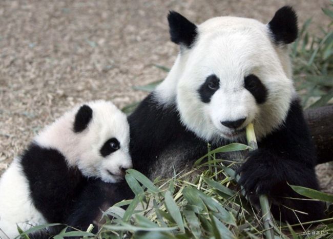 Pandie dvojičky z viedenskej zoo sú samček a samička