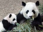 Pandie dvojičky z viedenskej zoo sú samček a samička