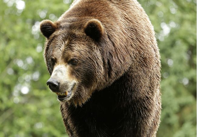 Českých turistov napadol počas stanovania v Západných Tatrách medveď
